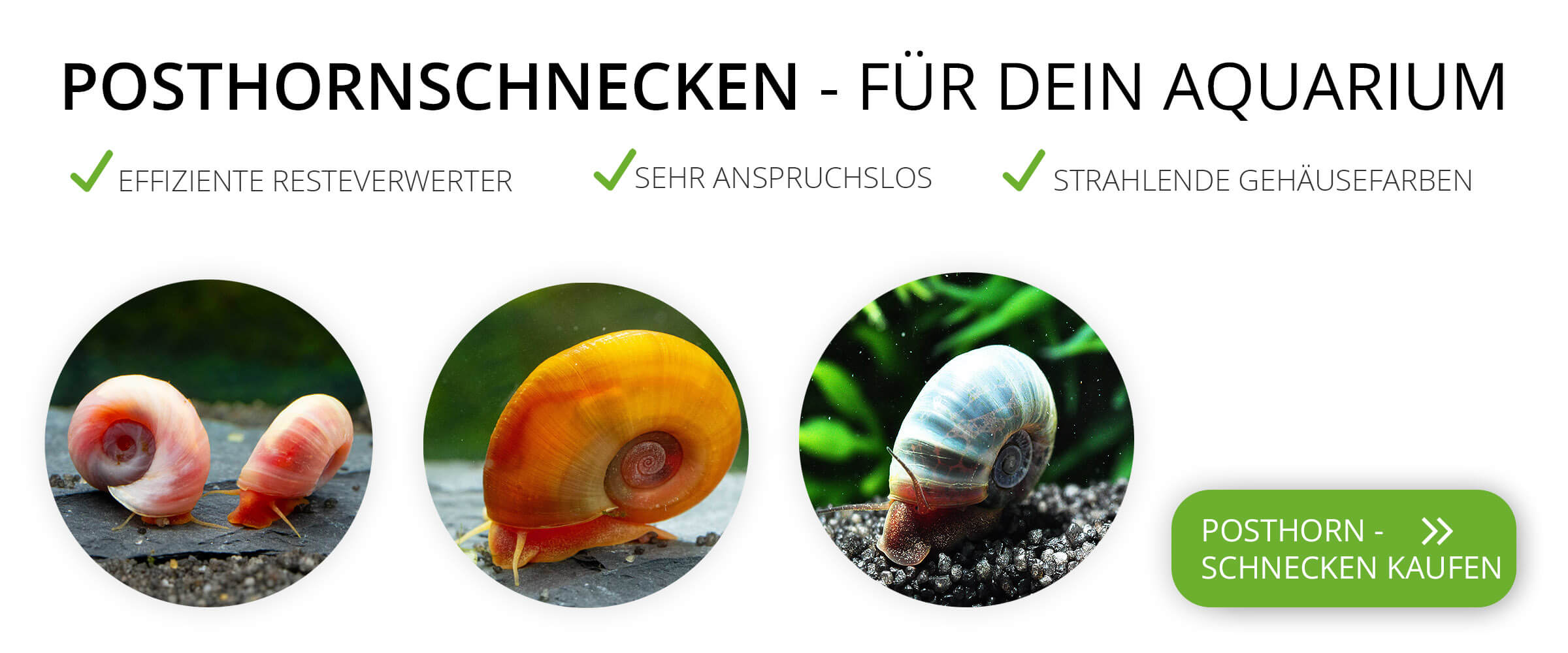 Ein Banner mit Posthornschnecken und den Vorteilen der Haltung von Planorella in einem Aquarium