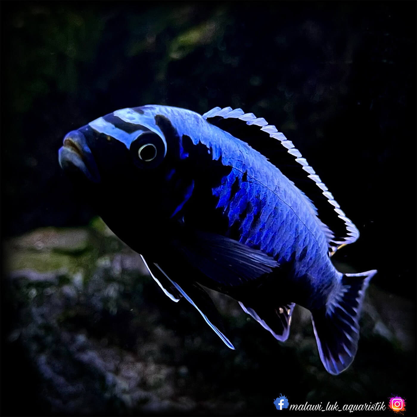 Blauer Malawi Buntbarsch in einem steinigen Aquarium