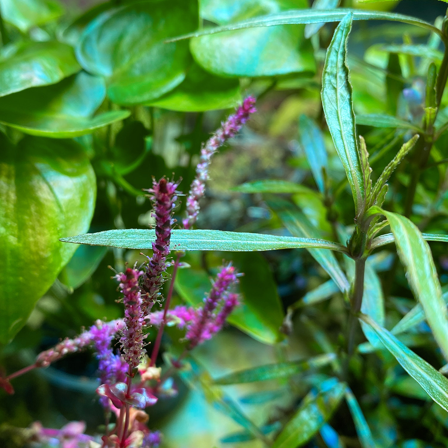 Emerse Rotala Macrandrain einem WabiKusa mit pinken Blüten