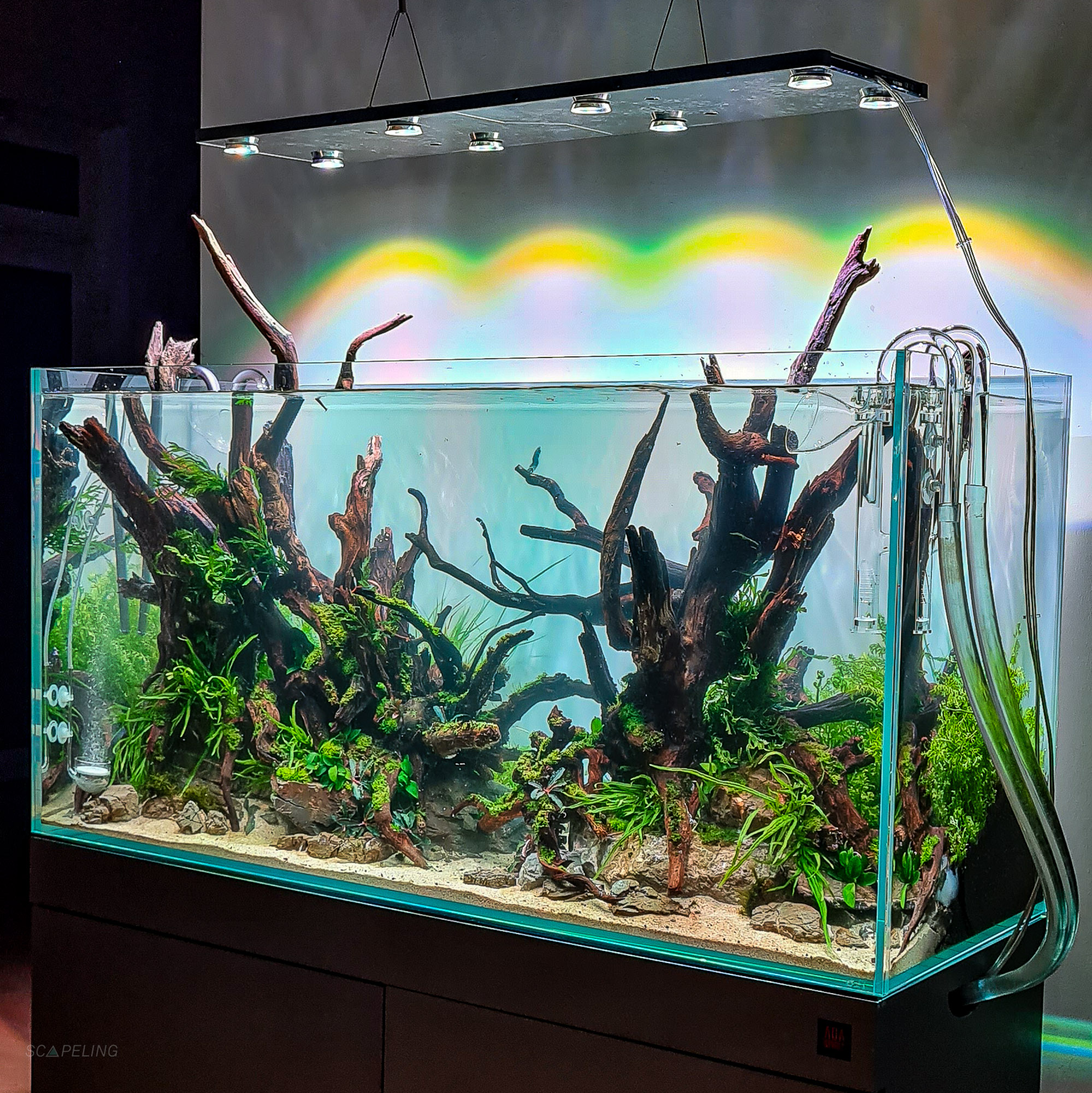 Hightech Aquarium mit CO2 Düngung, starker Beleuchtung und Düngung