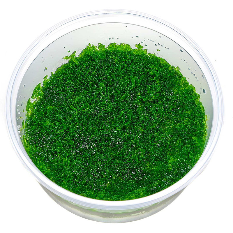RIccardia graefeii In-Vitro