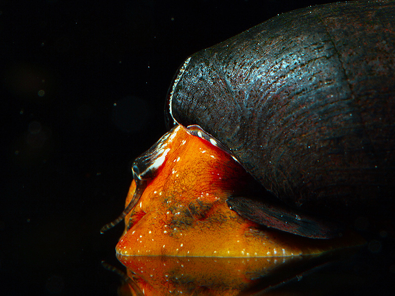 Rote Teufeldornschnecke aus Asien