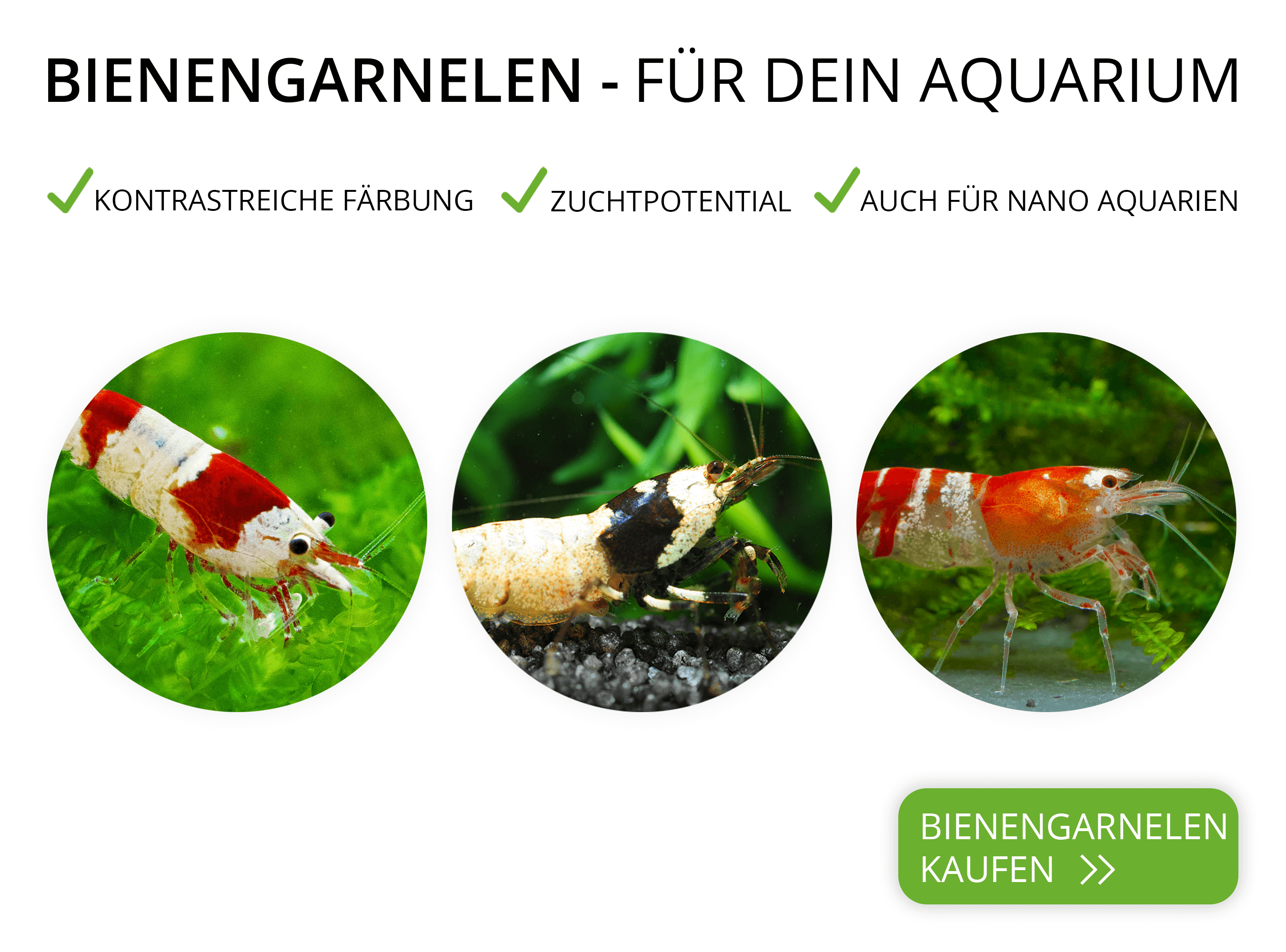 Bienengarnelen mit sicherem Versand online kaufen