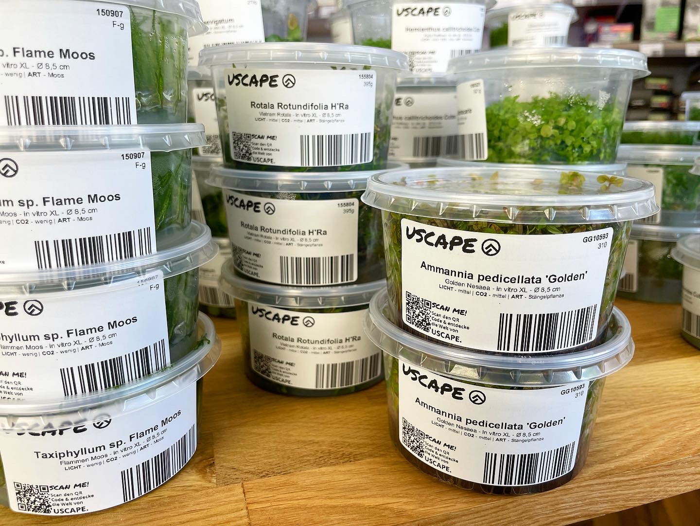USCAPE In Vitro Wasserpflanzen