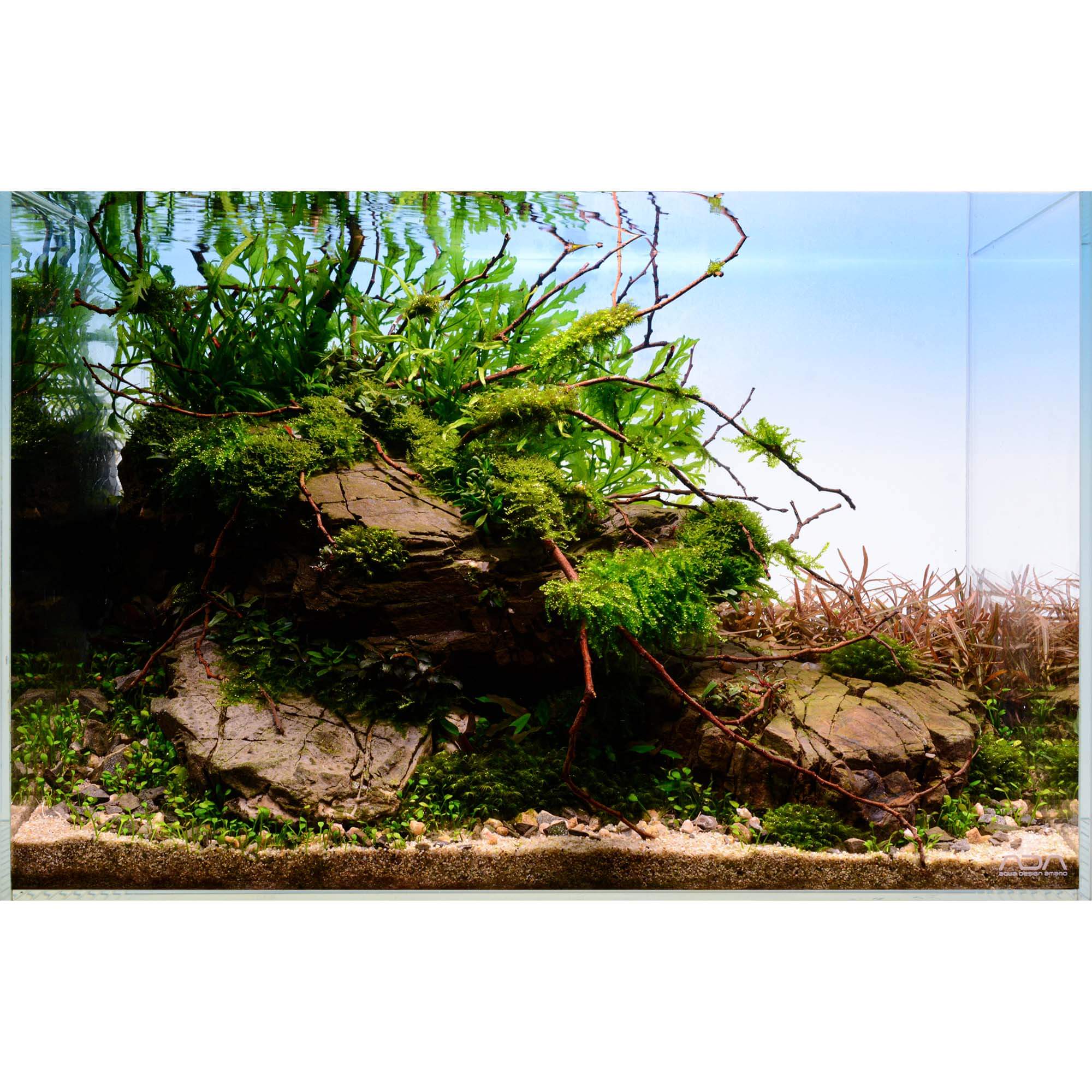 Frodo Stone im Naturaquarium