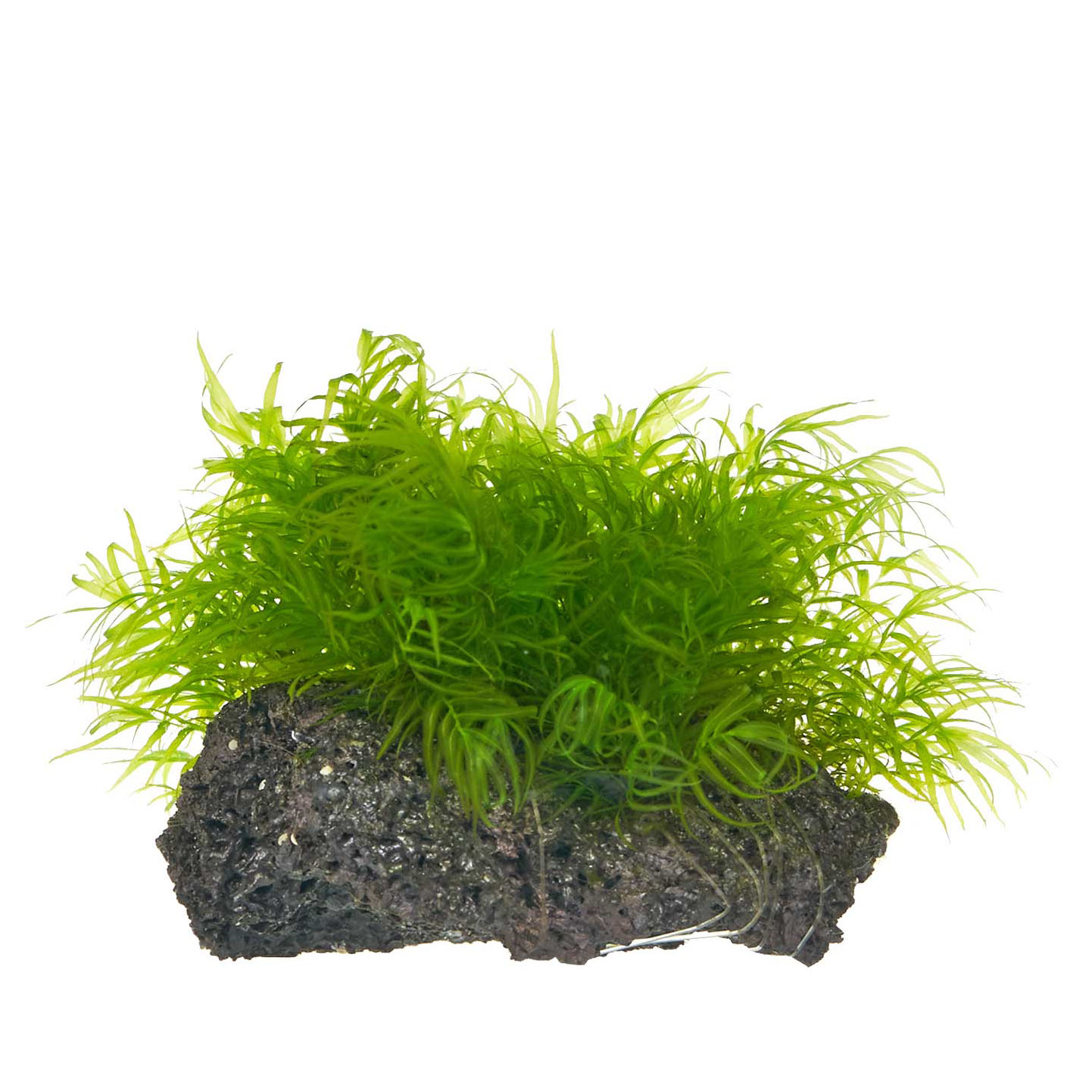 Fissidens fonatnus Phönixmoos aufgebunden auf Stein