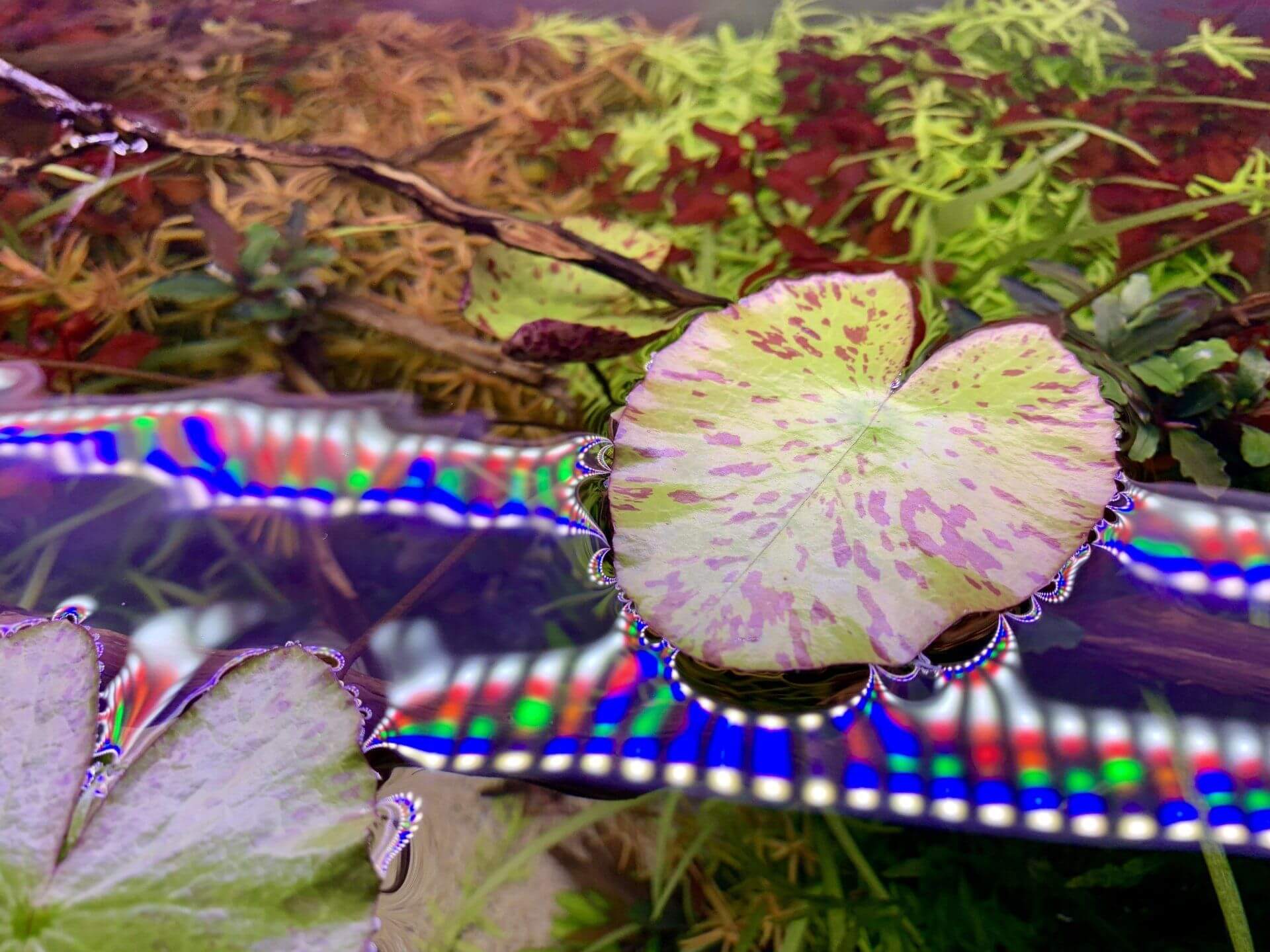 RGB Lichtspektrum RGB Beleuchtung Garnelen Guemmer