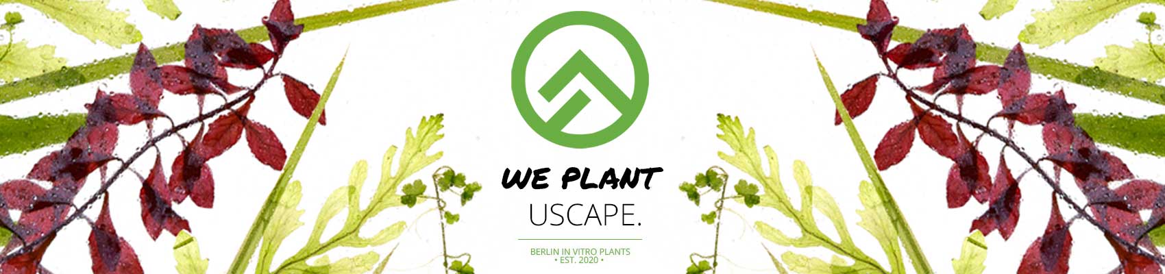 USCAPE Plants in vitro Aquarienpflanzen und Wasserpflanzen
