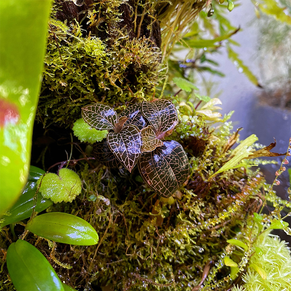 Macodes Anoectochilus roxburghii firebird
