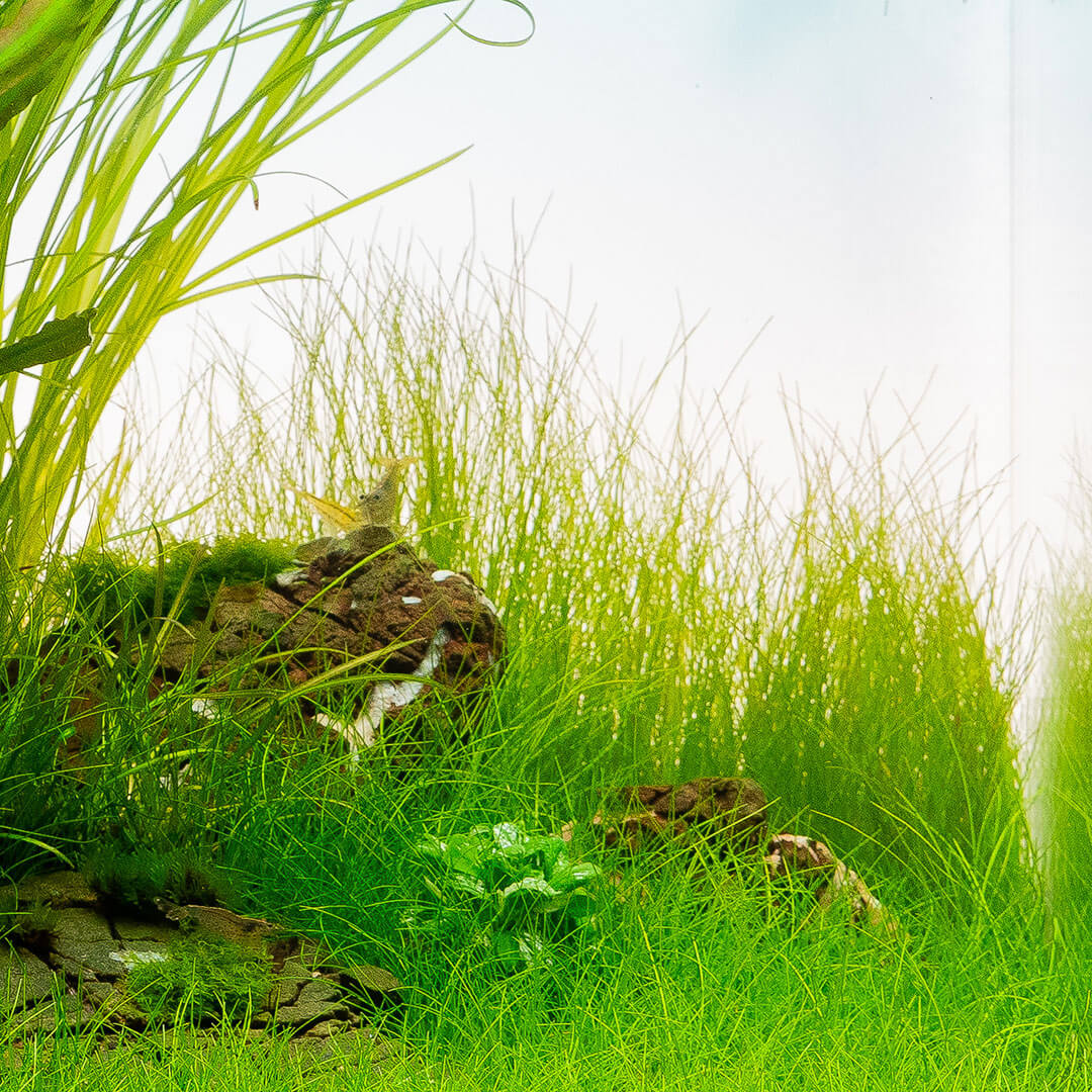 Eleocharis acicularis Bodendecker der ohen CO2 wachsen kann