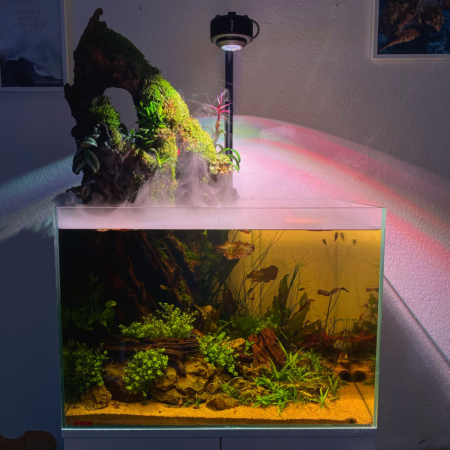 Südamerika Aquarium mit typischen Wasserpflanzen aus dem Amazonas