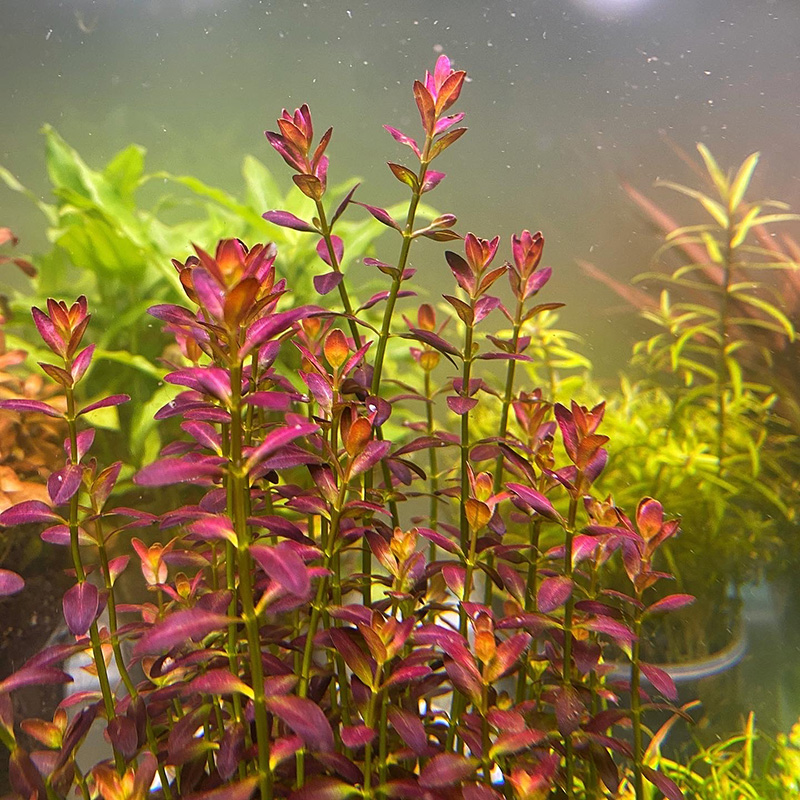 Rotala ramosior "Florida" 