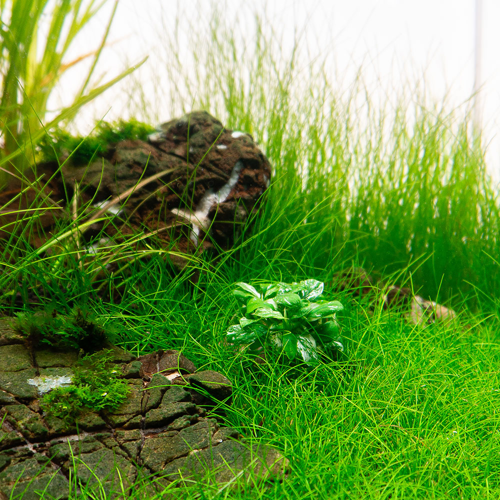 Anubias pinto im Aquarium