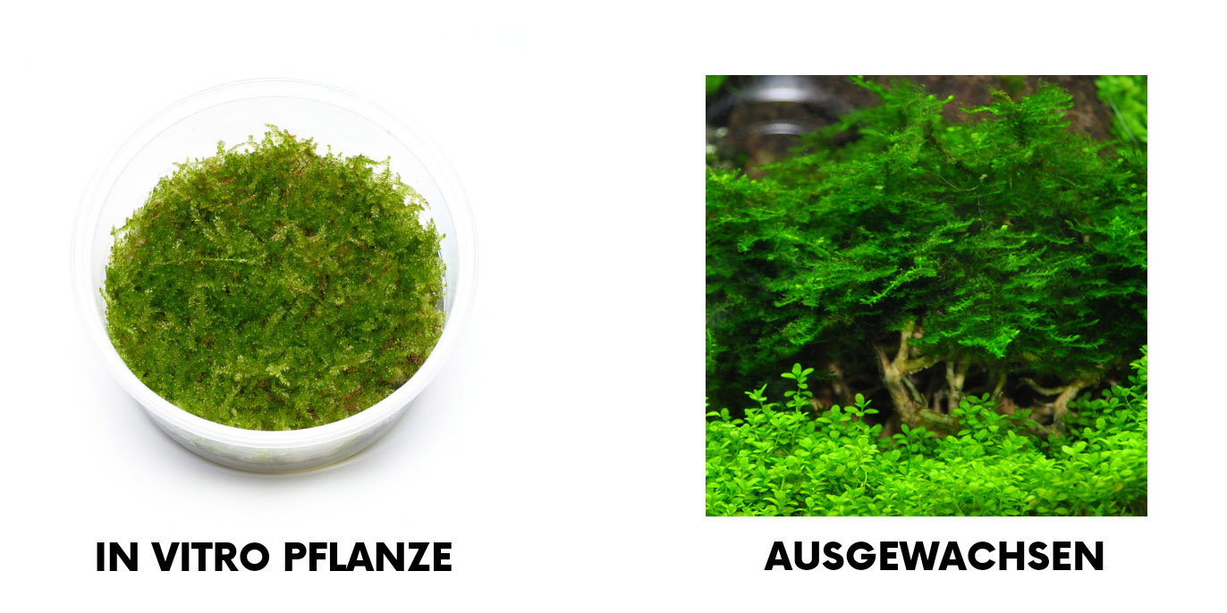 Vesicularia montagnei InVitro und Ausgewachsen
