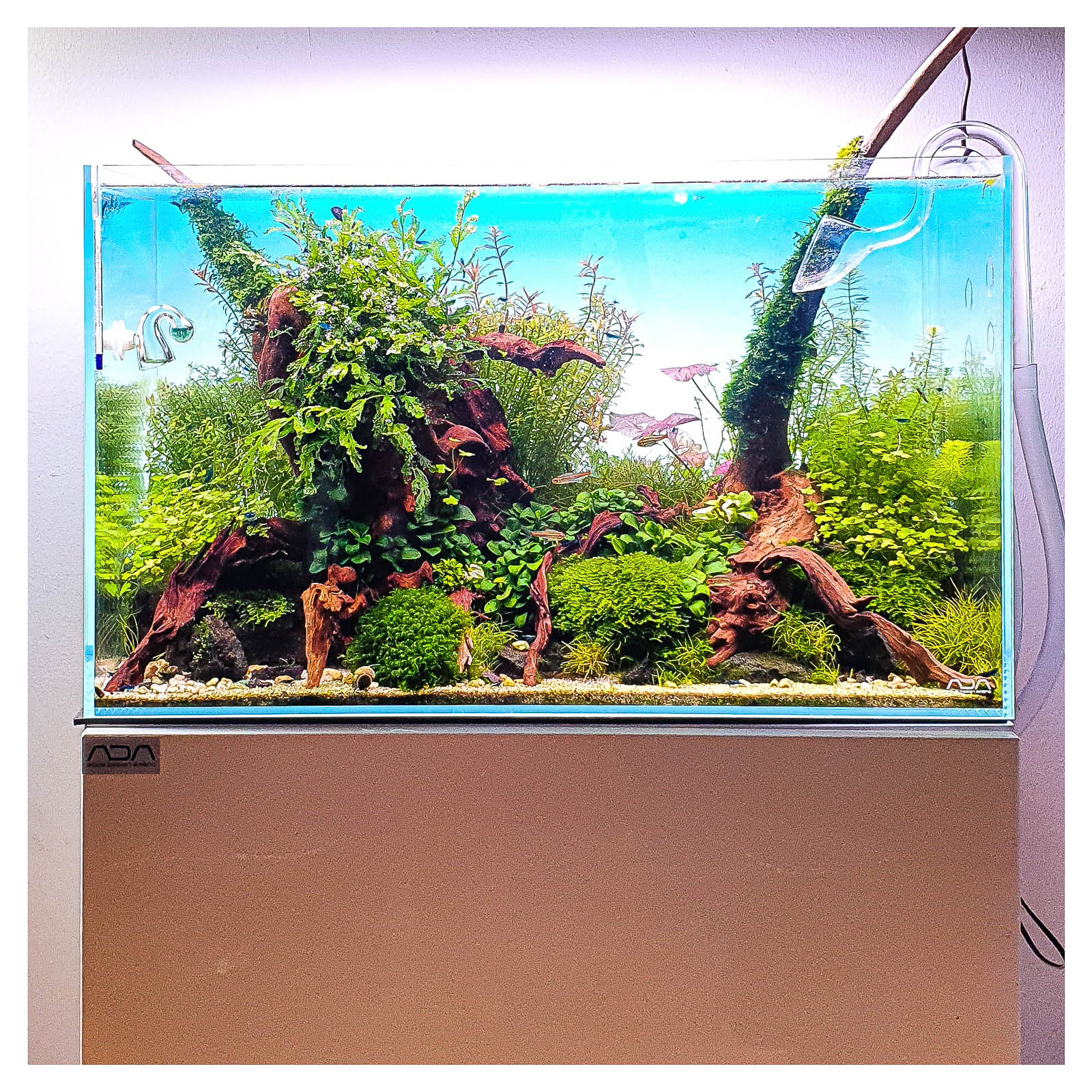 Flusswurzel in einem Nature Aquarium bewachsen mit Anubias und Bolbitis
