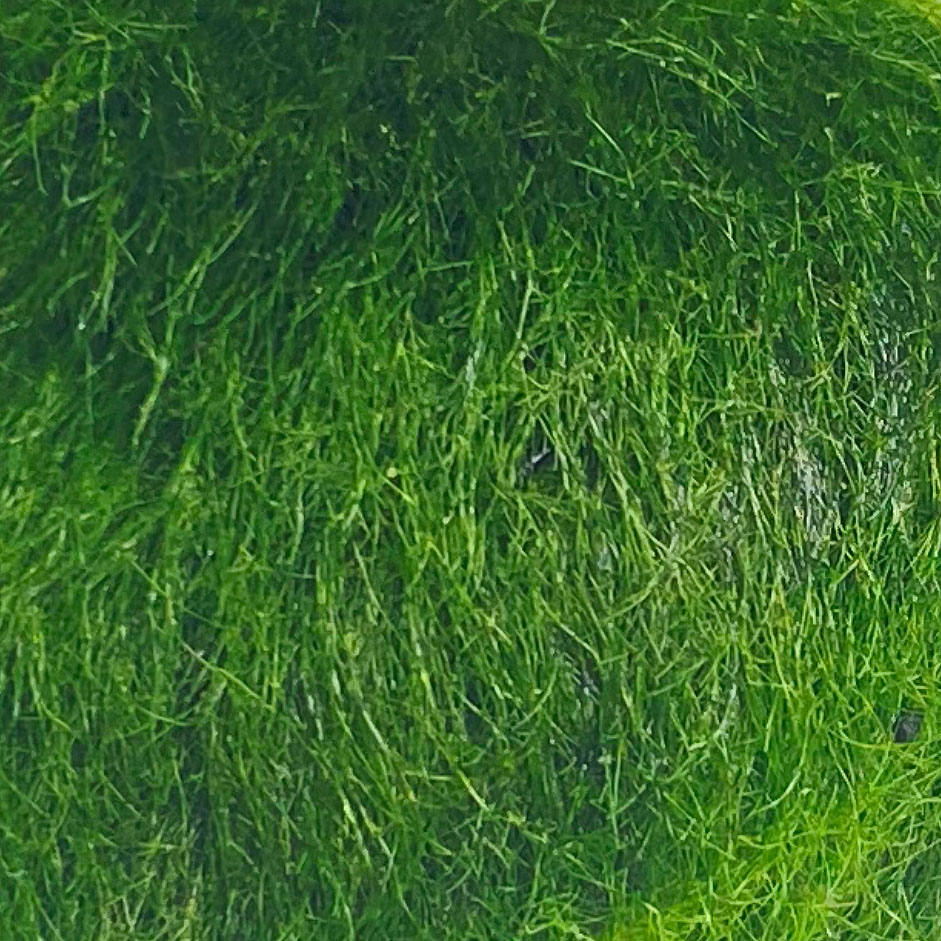 Mooskugel Marimo Aegagropila linnaei Nahaufnahme