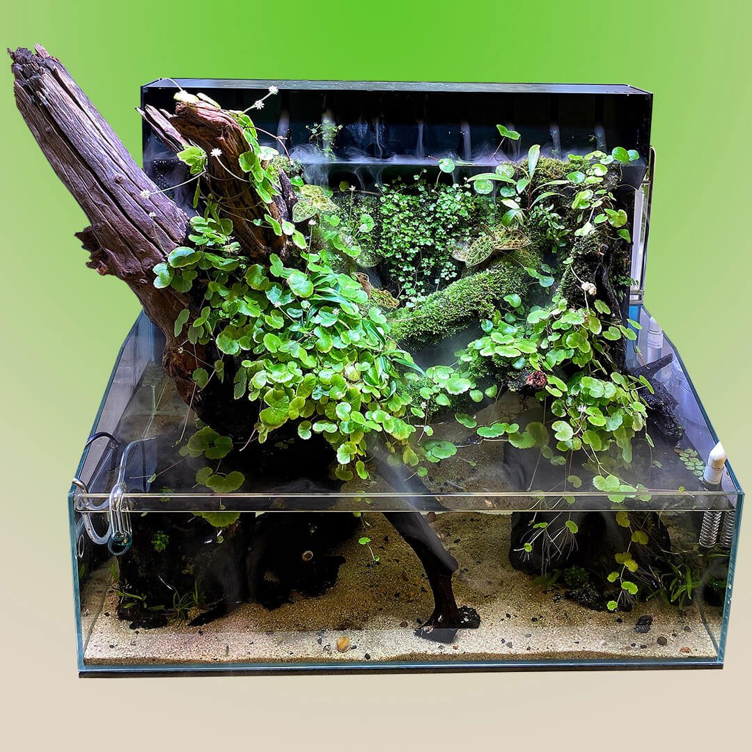 Pflanzen für ein Paludarium und Aqua terrarium