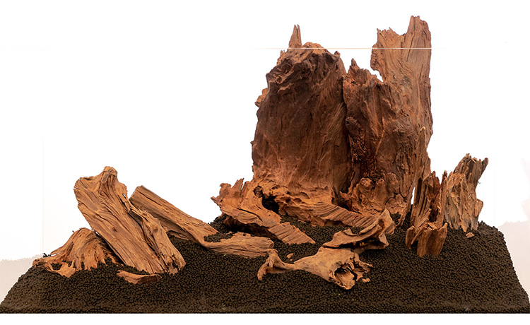 Mangrovenwurzeln in einem Aquarium mit Soil Bodengrund