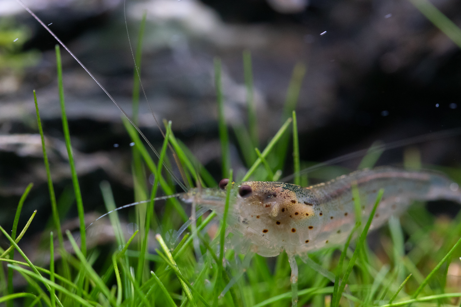 Garnelen weidet in Eleocharis sp. Mini