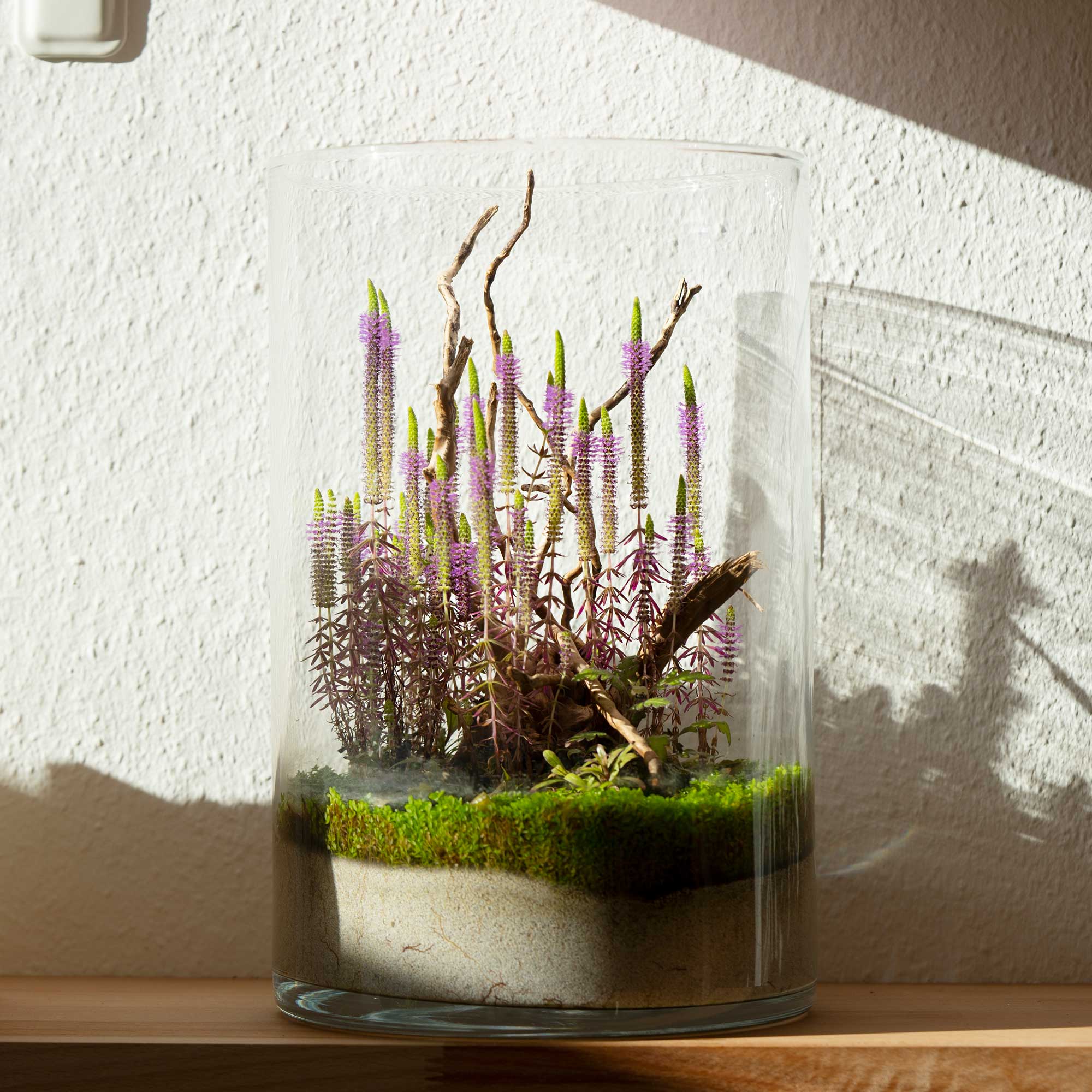 Wabi-Kusa mit Spiderwood eingerichtet