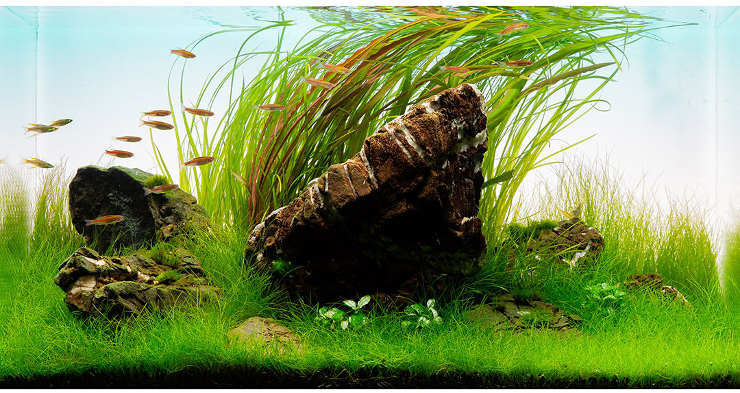 Eleocharis Mini Nadelsimse als Bodendecker im Vordergrund eines Aquascapes