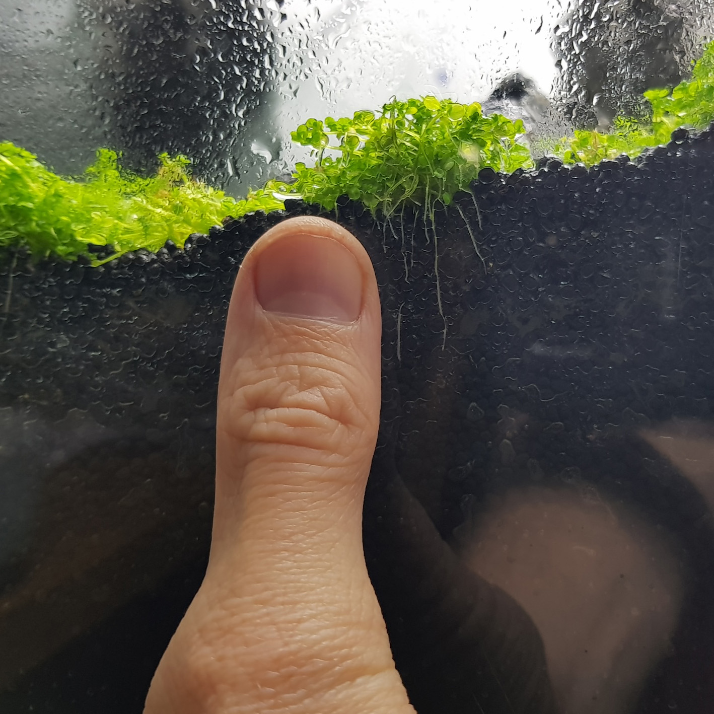 Wurzelwachstum Aquarienpflanzen