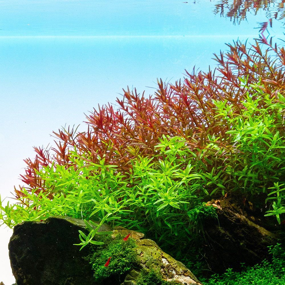 Rotala Stängelpflanzen für den Hintergrund des Aquariums