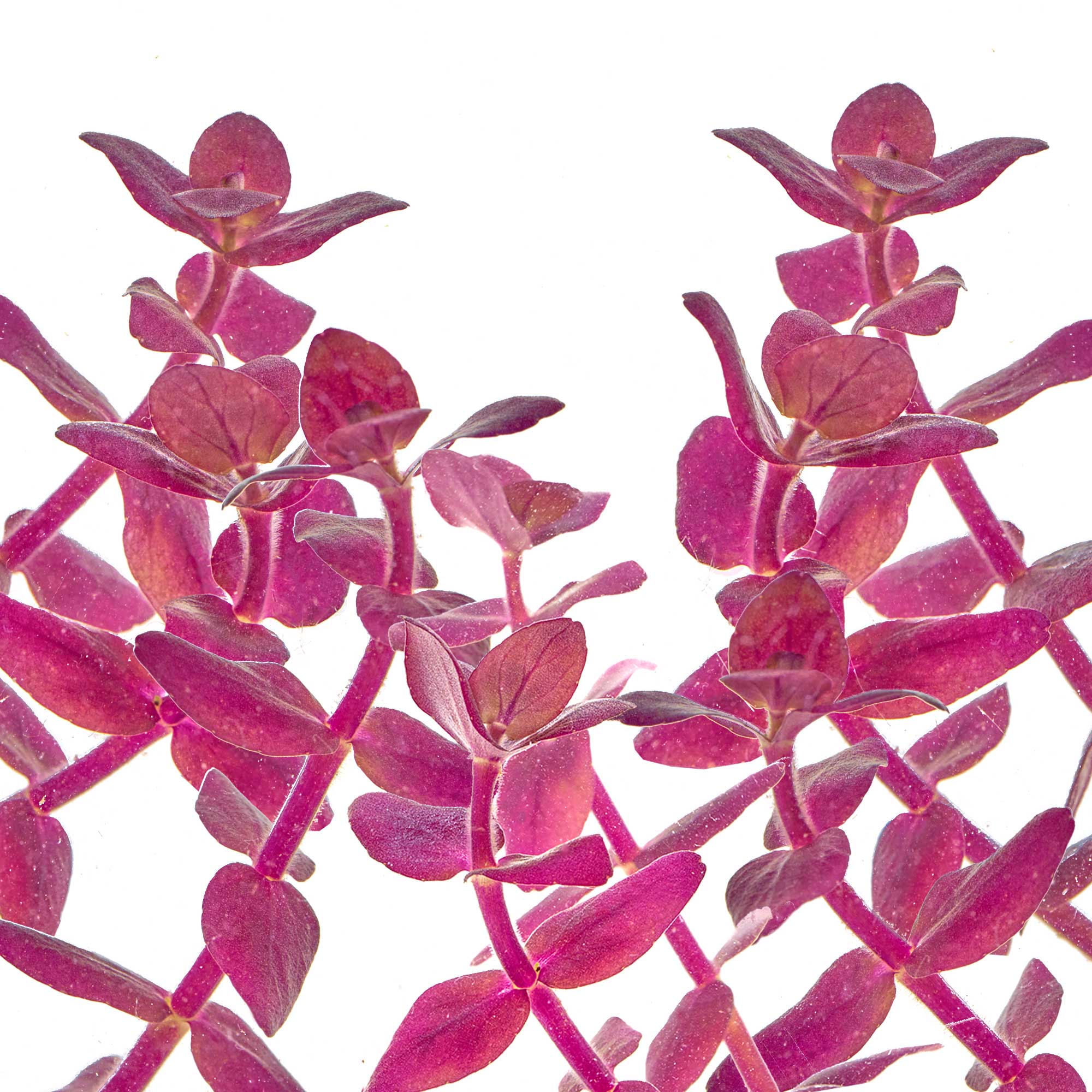 Bacopa salzmanii Purple intensive rotfärbung