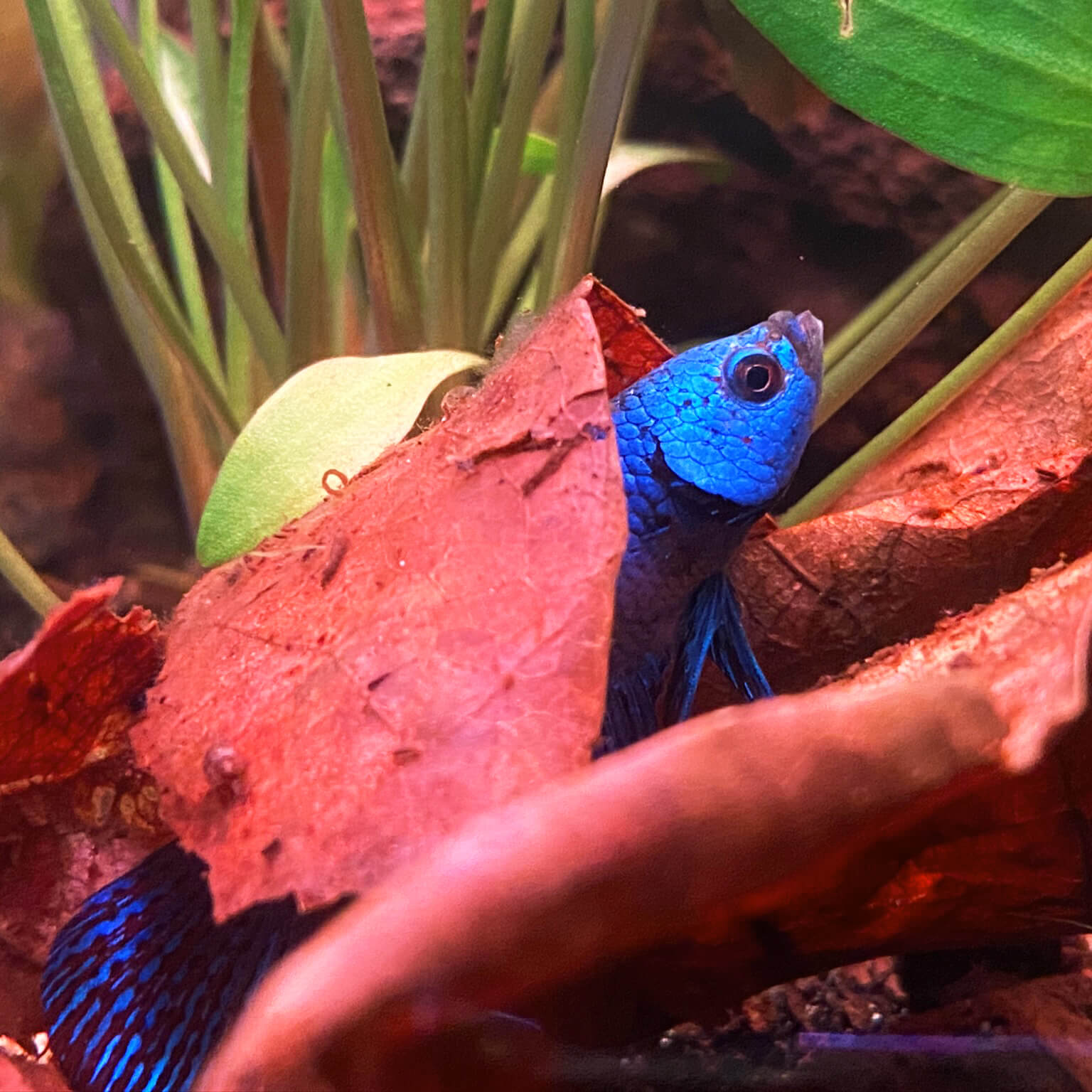 Kampffisch auf großblättriger Aquarienpflanze