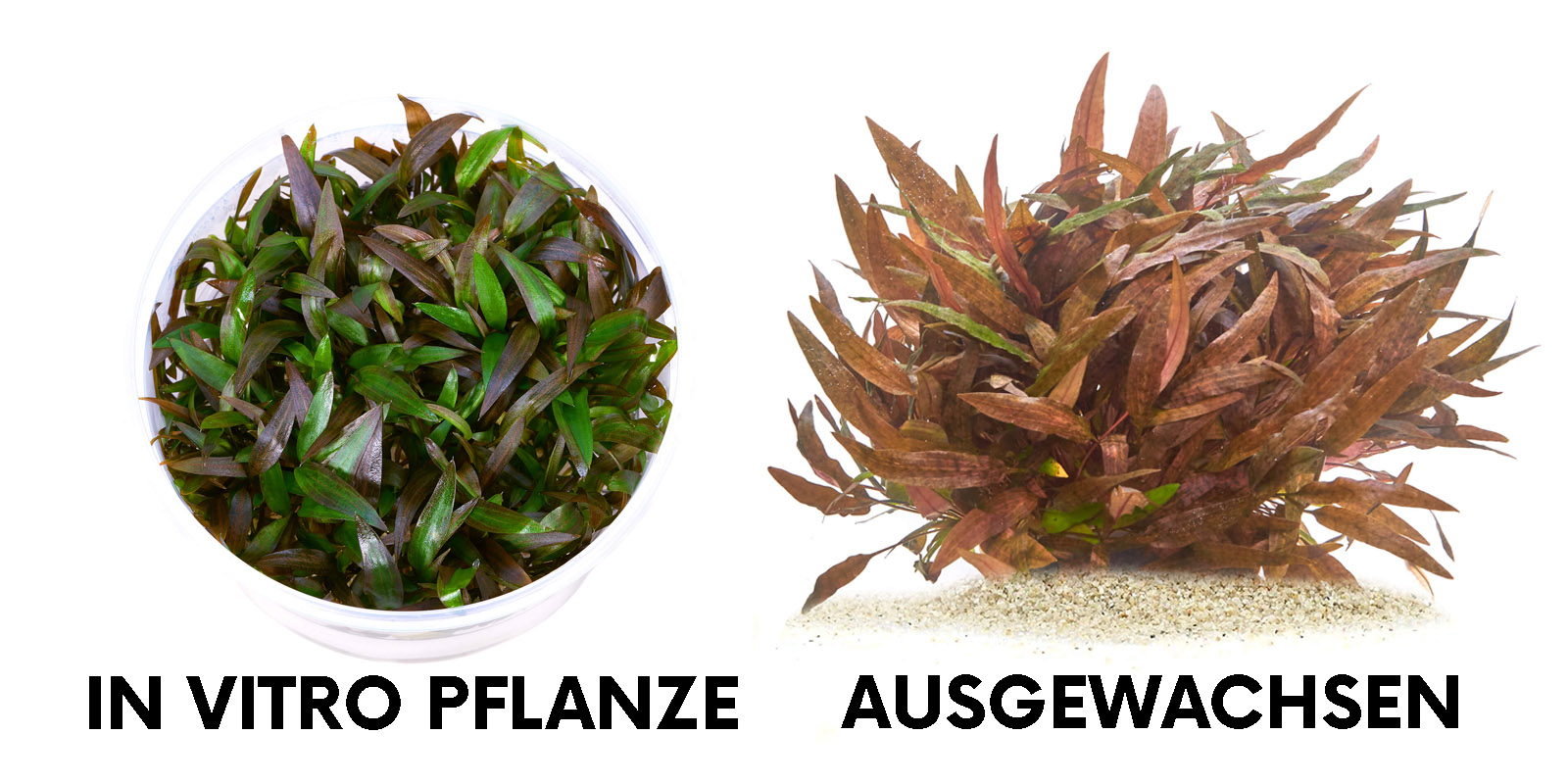 Cryptocorynen vergleich in vitro Pflanzen und ausgewachsen