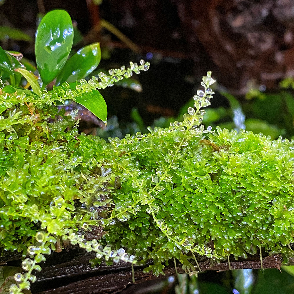 Emers wachsendes Aquariummoos Plagonium affine in einem feuchten Paludarium