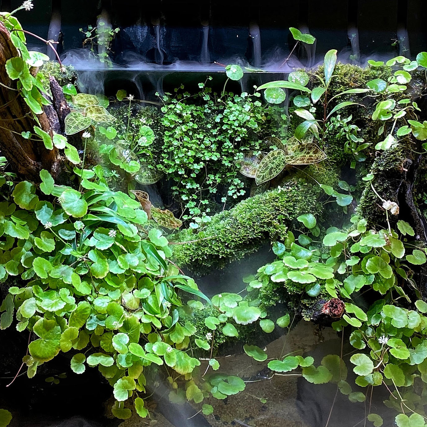Christmas Moos emers im Terrarium