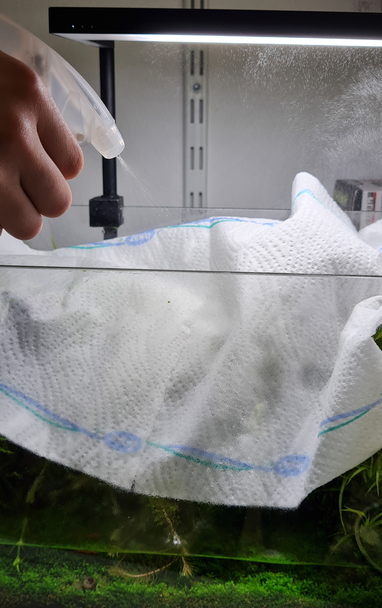 Pflanzen mit feuchtem Küchenpapier bedecken