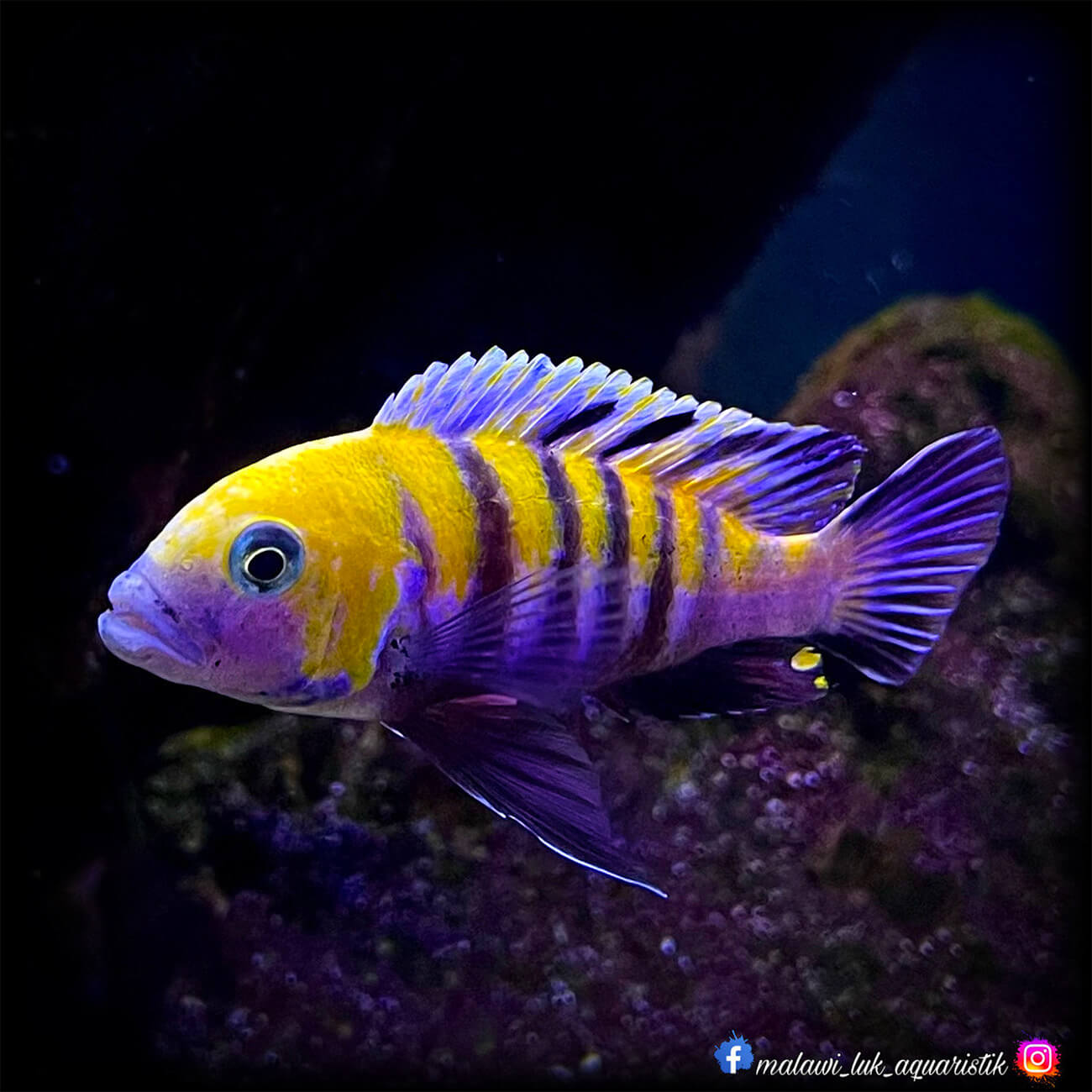 Malawi Buntbarsch in einem Aquarium