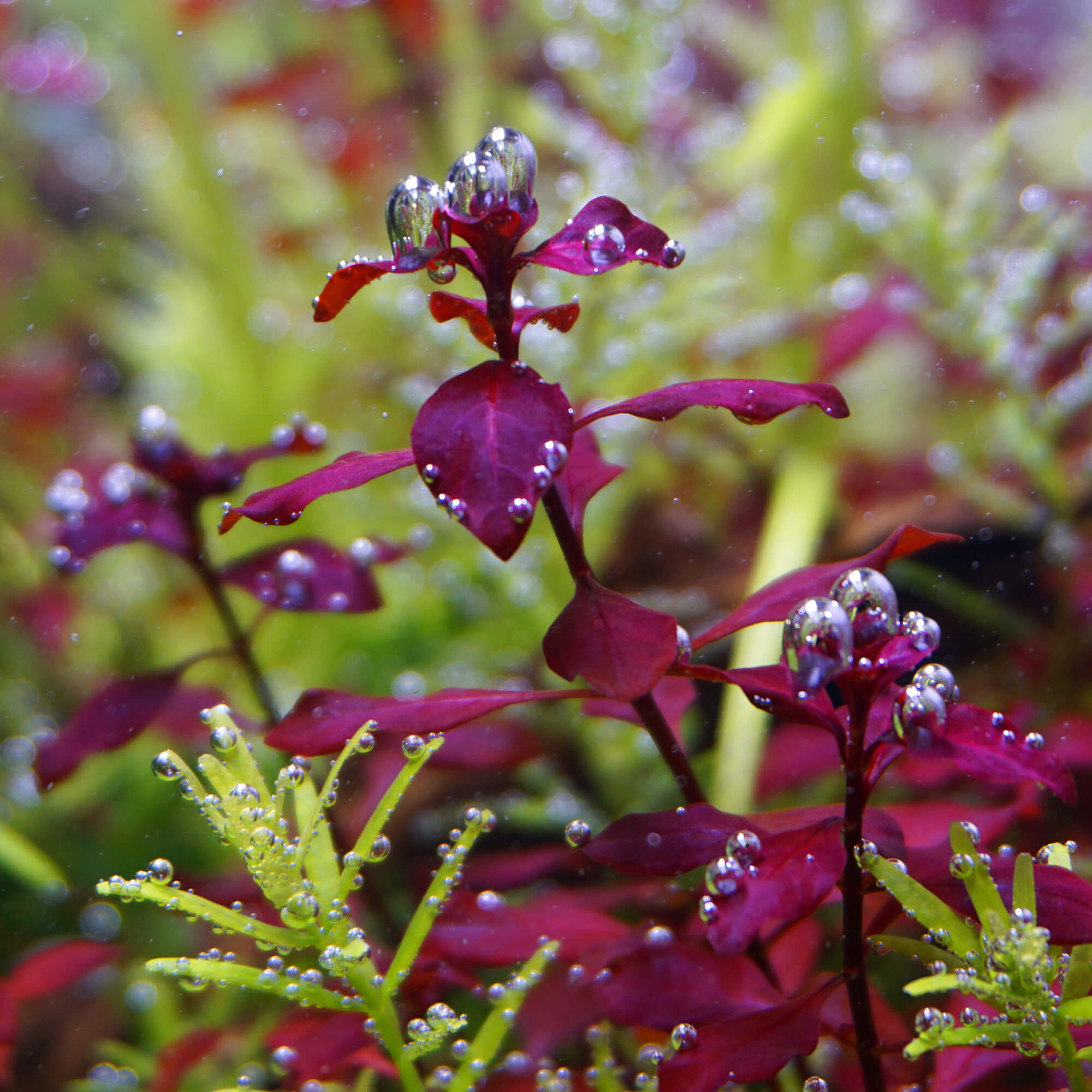 Ludwigia palustris "Super Red mini" mit Sauerstoffblasen durch Assimilation