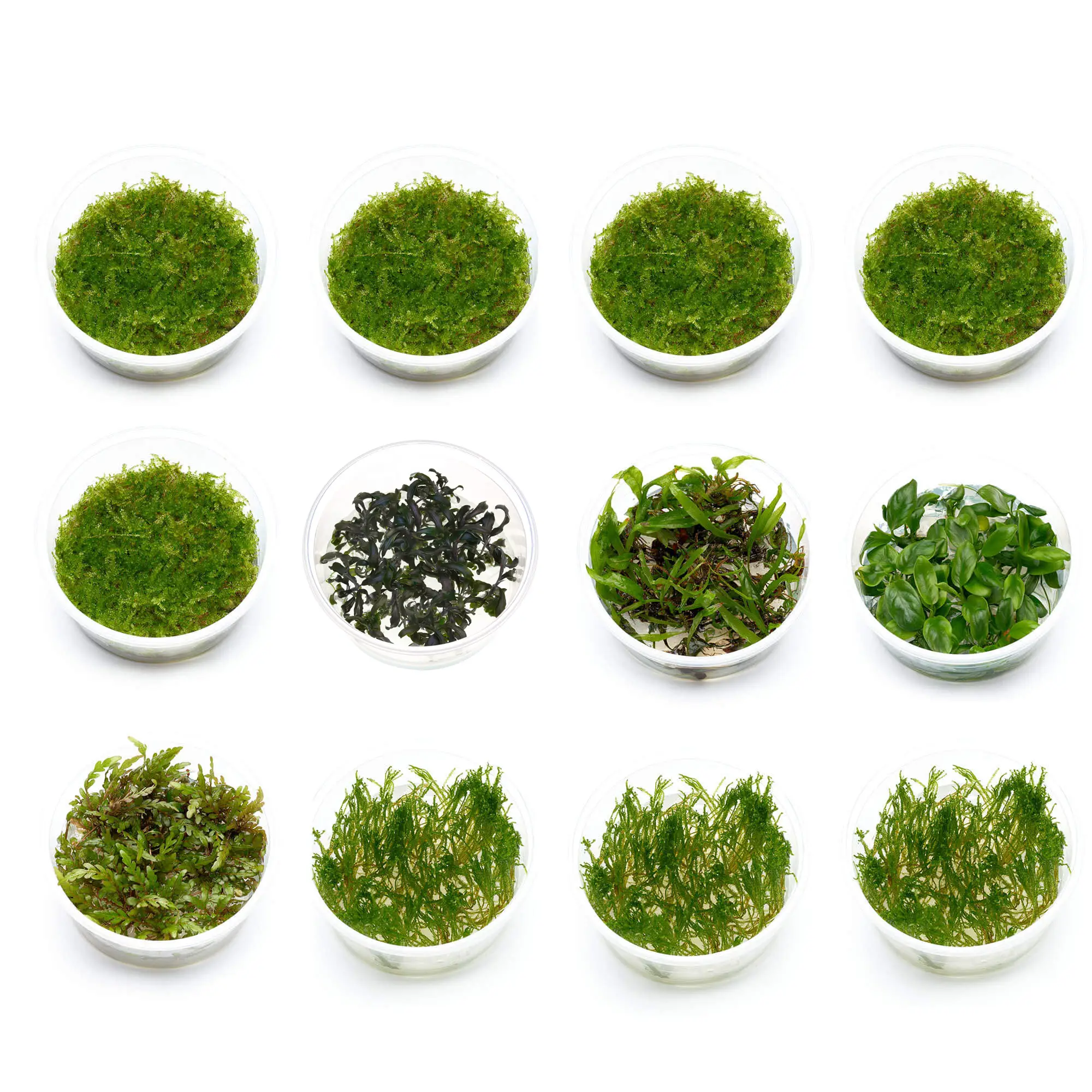 Pflanzenset Paludarium M