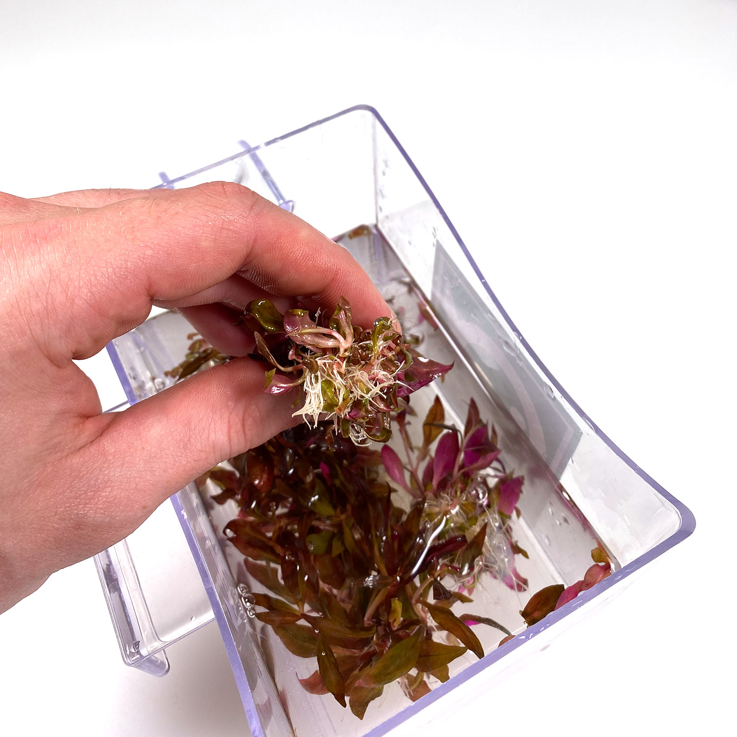 Alternanthera reinecki aus in vitro Zucht mit Nährgel an den feinen Wurzeln