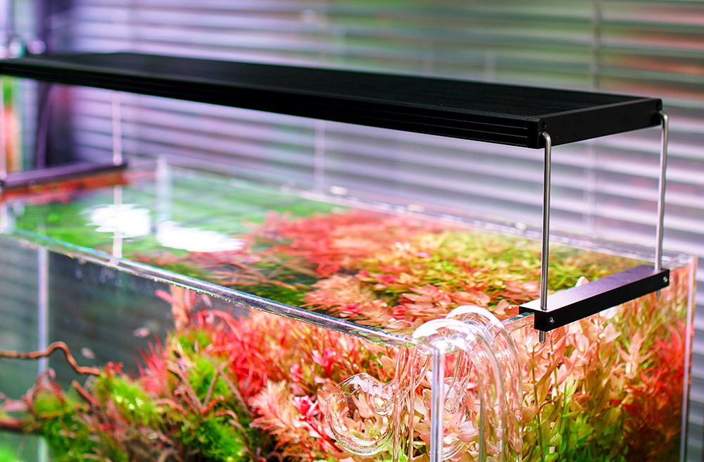 Chihiros WRGB 2 Farbwiedergabe Aquarium