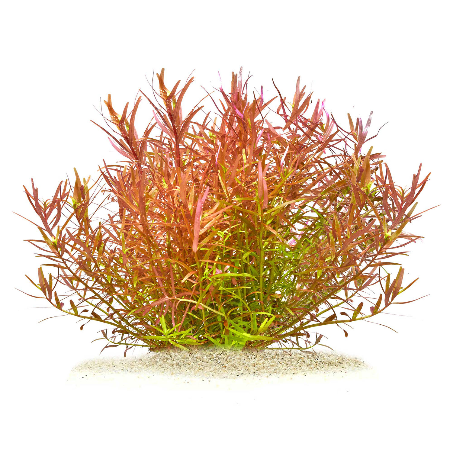 Rotala YaoYai, eine Wasserpflanze die eine CO2 Düngung benötigt