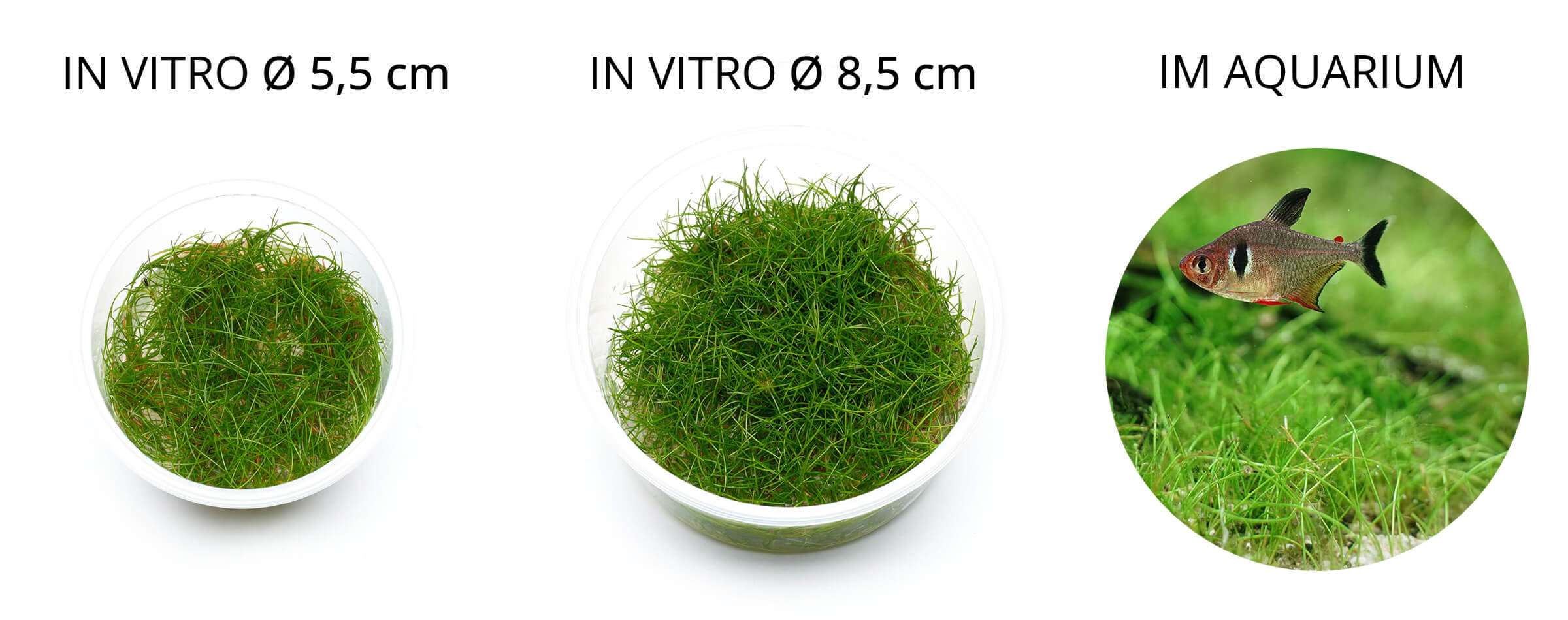 Lieferumfang Eleocharis Mini in vitro Pflanze
