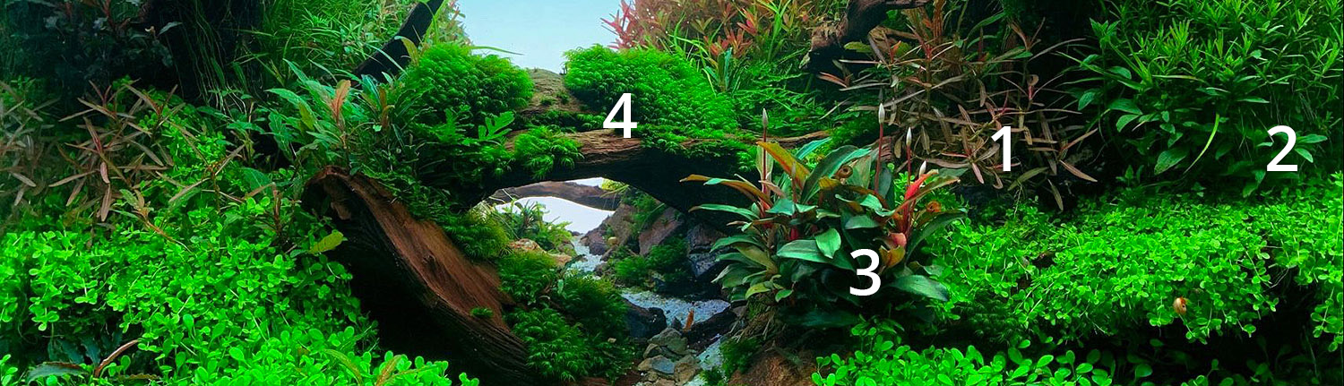 Bepflanzung Aquarium Mittelgrund