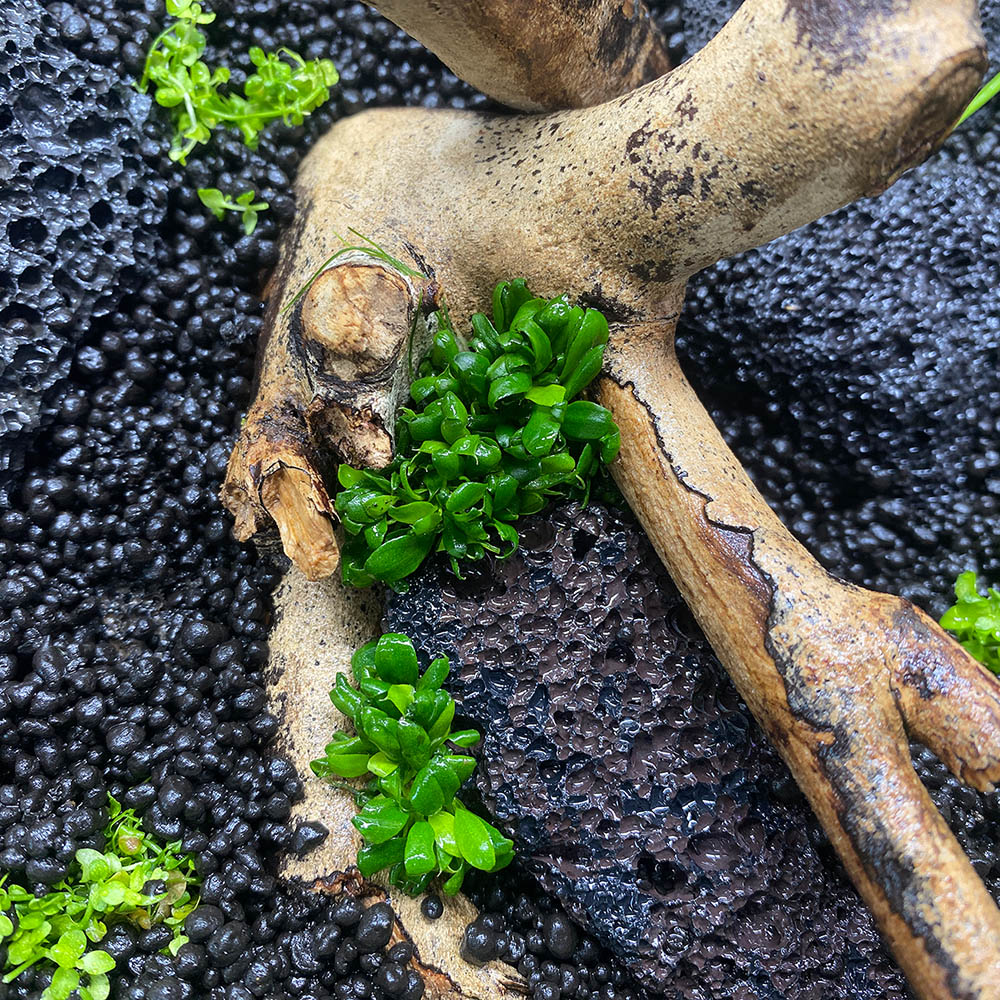 Anubias Aufsitzerpflanze wird zwischen Lavasteine gesteckt