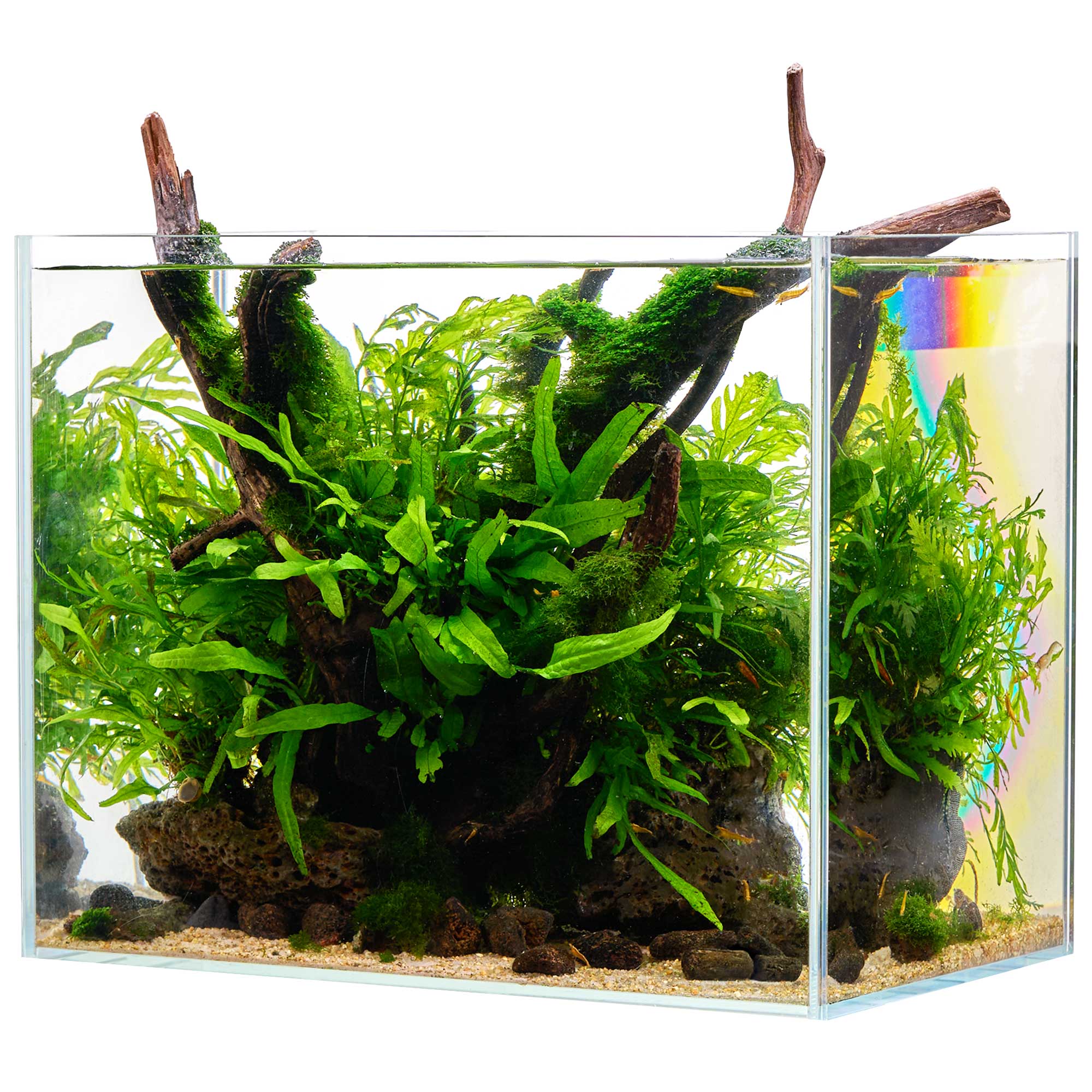 20 Liter Nano Aquarium mit Zwerggarnelen